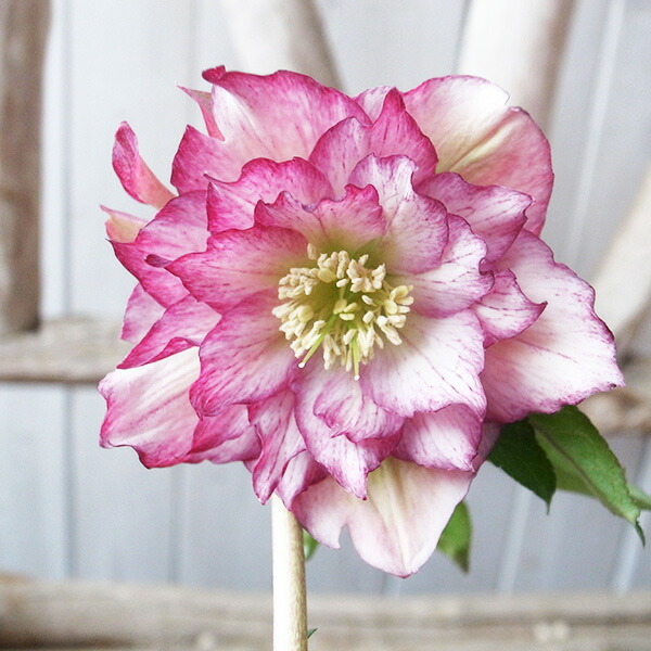 楽天市場】クリスマスローズ ダブル 開花株 頬紅ぼかしピンク 4.5号