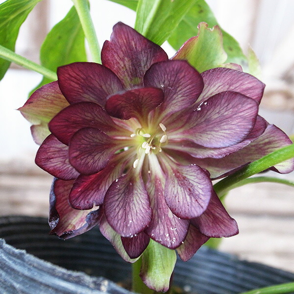 楽天市場】クリスマスローズ ダブル 開花株 アプリコットピンク 4.5号