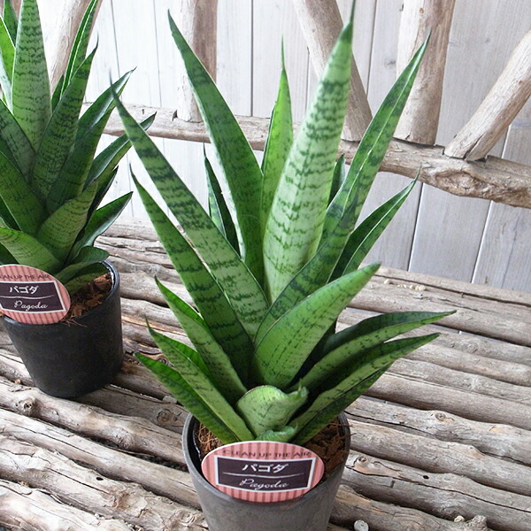 楽天市場】レア サンセベリア マフィンガ 3.5号デザイン鉢植え 珍しい