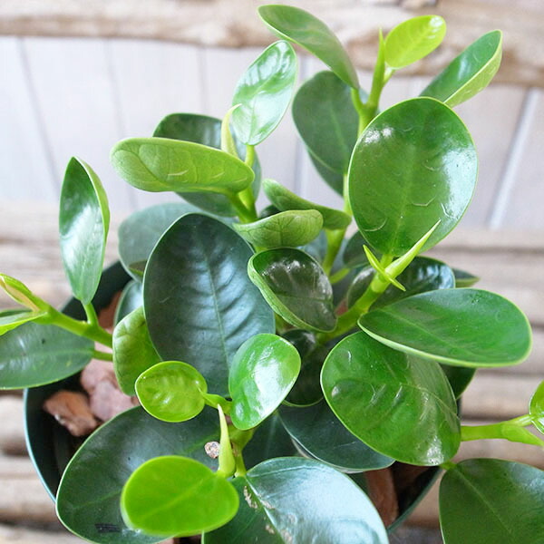 楽天市場】希少品 タビビトノキノタネ 珍しい 観葉植物やドライ