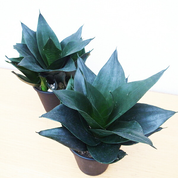 サンスベリア ゴールデンハニー 2.5号ポット 24個 まとめ 鉢ごと サンスベリア ゴールデンハニー 2.5号ポット 24個 まとめ 鉢ごと