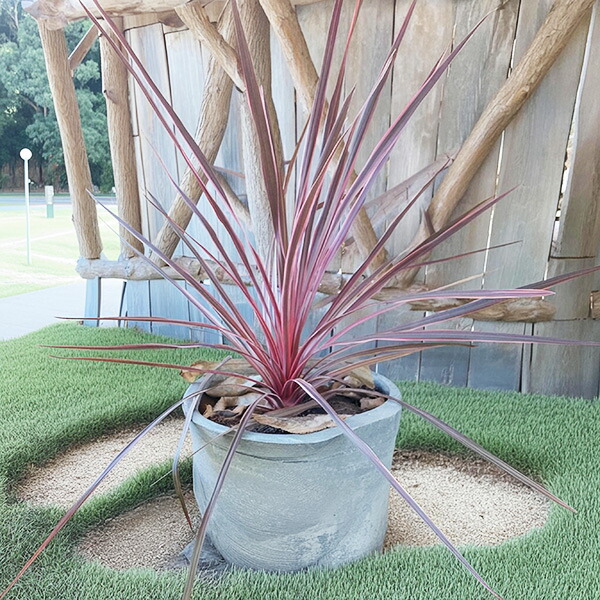 楽天市場】希少種 コルジリネ マジックスター 4号サイズ 鮮やかなな