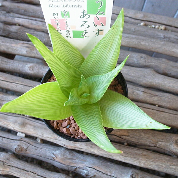 楽天市場】ハイブリッド アロエ 3号サイズ 鉢植え 多肉植物 タニク