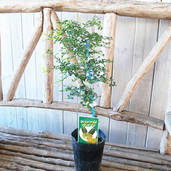 4年生　フィンガーライム接木苗／レインフォレストパール　8号鉢植え　果実鈴なり 4年生 フィンガーライム接木苗／レインフォレストパール 8号