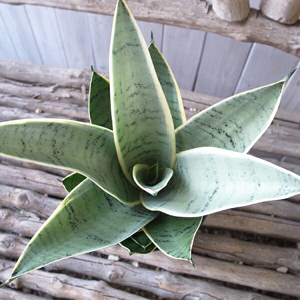 楽天市場】レア サンセベリア マフィンガ 3.5号デザイン鉢植え 珍しい