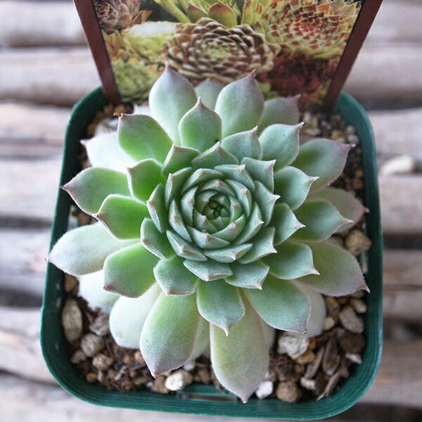 紅すいれん　センペルビウム　多肉植物 紅睡蓮、べにすいれん,センペルビウム属,紅睡蓮、べにすいれんの