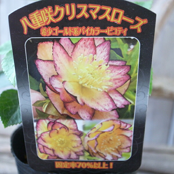 楽天市場】クリスマスローズ リバーシブル・パステル系 3.5号サイズ 苗