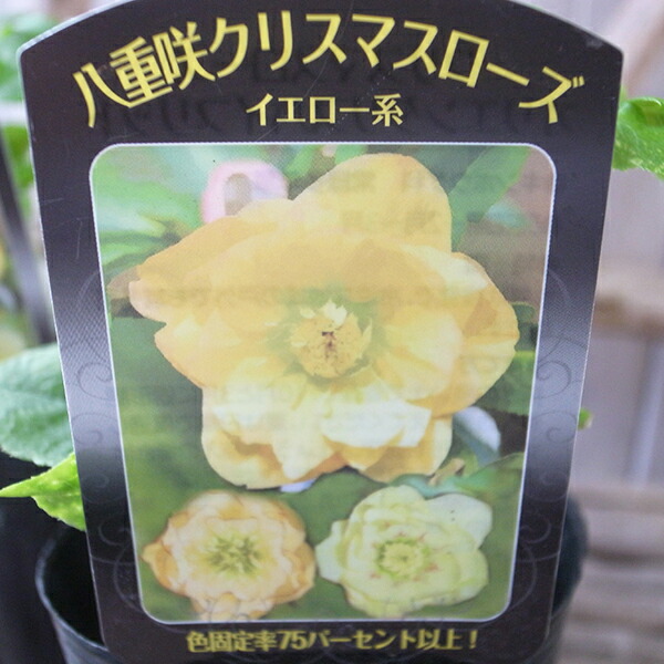 新種？クリスマス島　貝(大) Amazon.co.jp: 冷凍 はまぐり 特大サイズ 90～140g（7～11個/kg