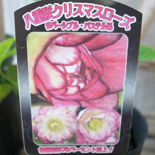 楽天市場】花芽付きクリスマスローズ フェチヅス 5号サイズ ポット