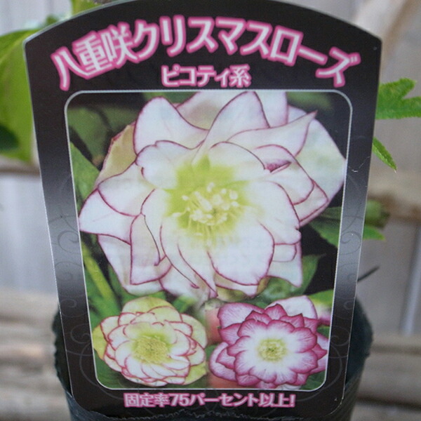 楽天市場】クリスマスローズ リバーシブル・パステル系 3.5号サイズ 苗
