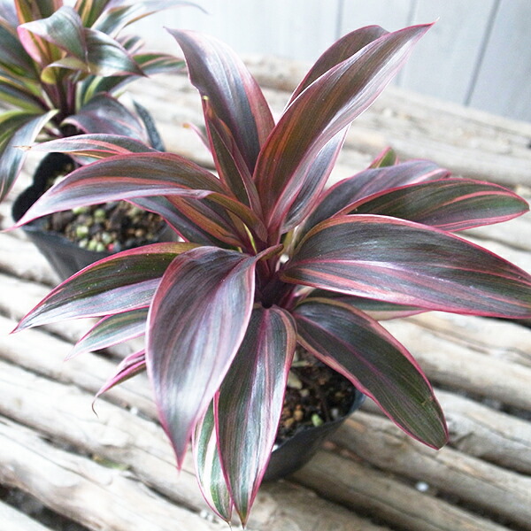 楽天市場】希少種 コルジリネ マジックスター 4号サイズ 鮮やかなな