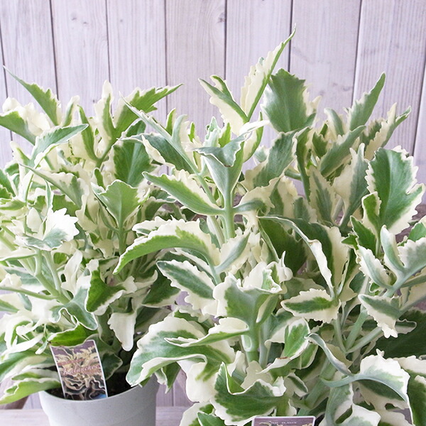 楽天市場】フィカス エラスティカ ジン 3.5〜4号サイズ 苗 観葉植物