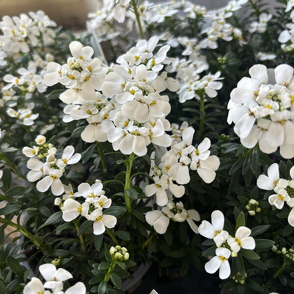 楽天市場】シルバーリーフ（シルバーアンサンブル）3株寄せ植え 3.5号