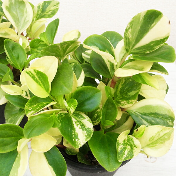 アスパラガス　スマイラックス　苗　観葉植物　グリーン　沖縄 アスパラガス スマイラックス 苗 観葉植物 グリーン 沖縄 - メルカリ