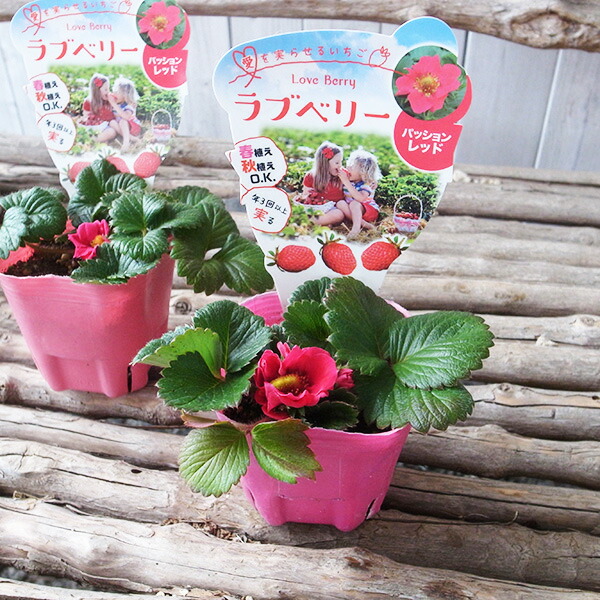楽天市場】苺 イチゴ苗 3株セット お任せの3種類セット : 母の日 花