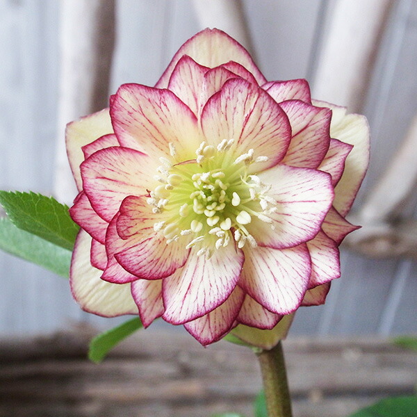 楽天市場】クリスマスローズ ダブル 開花株 アプリコットピコティ星