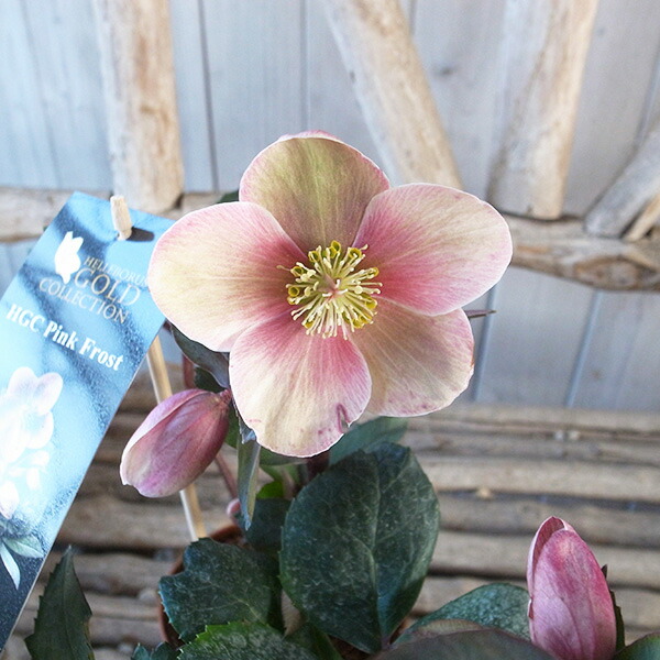 クリスマスローズ　リグリクス　原種　シングル 楽天市場】珍しい クリスマスローズ原種 リグリクス苗/販売/通販/種類