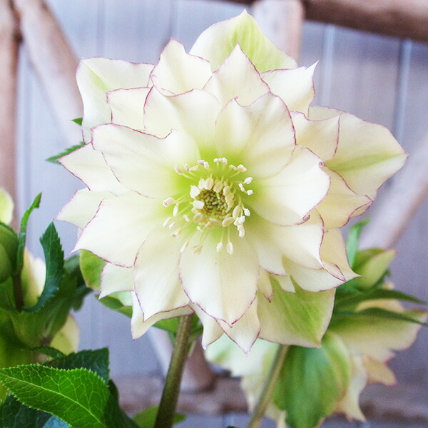 楽天市場】クリスマスローズ ダブル 開花株 ホワイトピコティ 4号 現品