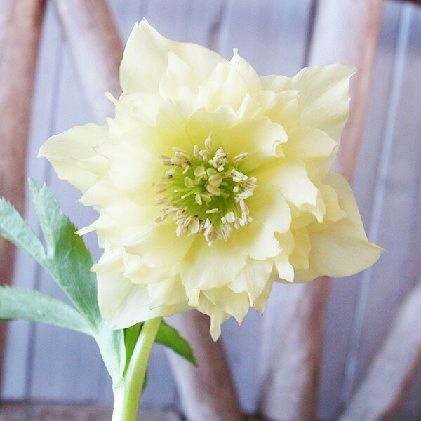 楽天市場】クリスマスローズ ダブル 開花株 ライムグリーン薄ピコ 5号