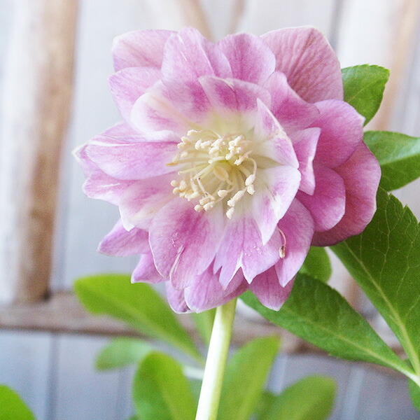 楽天市場】クリスマスローズ ダブル 開花株 ホワイトピコティ 4号 現品