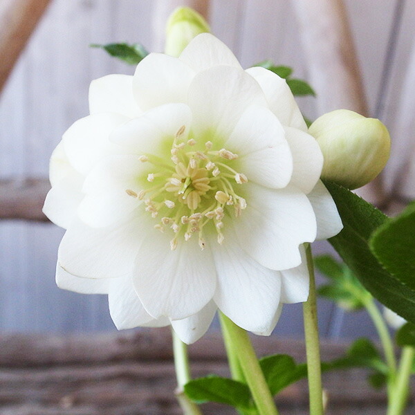 楽天市場】クリスマスローズ ダブル 開花株 ホワイトゴールド