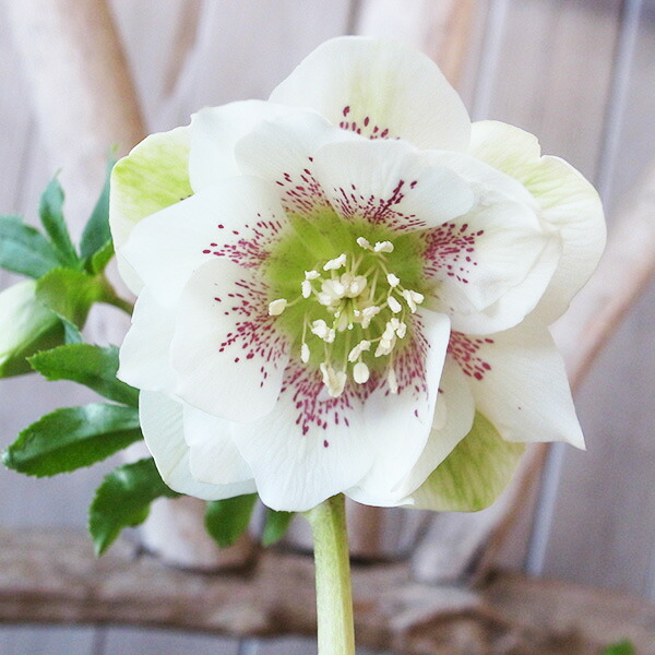 楽天市場】クリスマスローズ ダブル 開花株 ホワイトゴールド