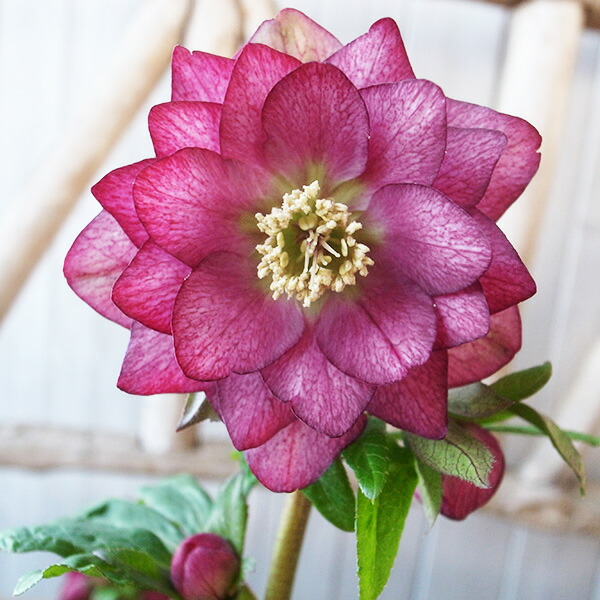 クリスマスローズ 開花実績株 DD極小輪バイカラーピコティ 楽天市場】クリスマスローズ ダブル 開花株 ピンクピコティ 4.5号 現品