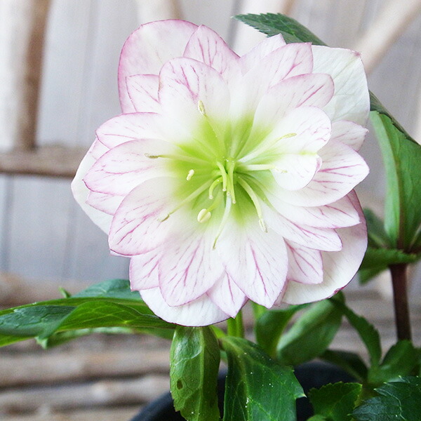 クリスマスローズ 開花実績株 DDホワイトゴールドスポット 13762_1.jpg