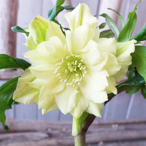 クリスマスローズ 開花実績株 DDホワイトゴールドスポット クリスマスローズ開花株 DDプリマヴェーラホワイトゴールド 400 現品