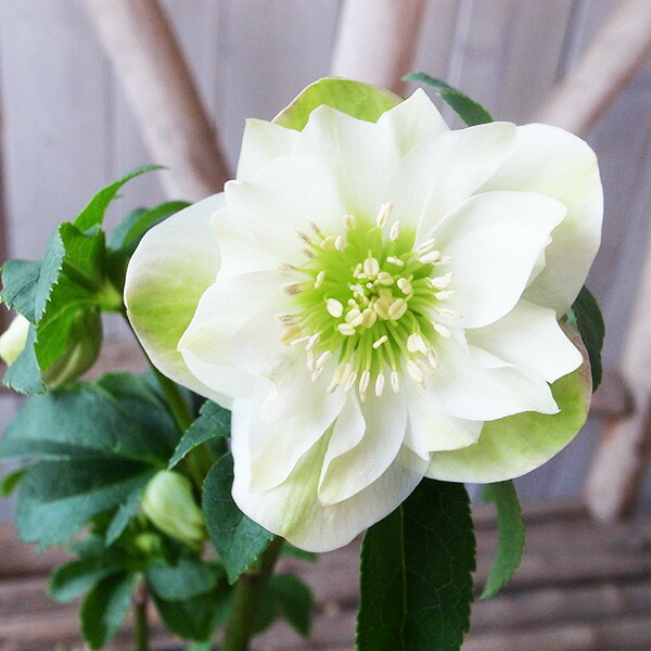 楽天市場】クリスマスローズ ダブル 開花株 ホワイトゴールド