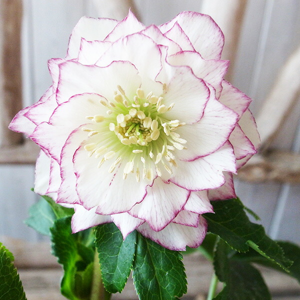 開花株　ホワイトピコティ　ダブル　クリスマスローズ 楽天市場】クリスマスローズ ダブル 開花株 ホワイトピコティ 4号 現品