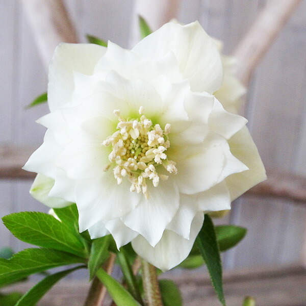 楽天市場】クリスマスローズ ダブル 開花株 ホワイトゴールド