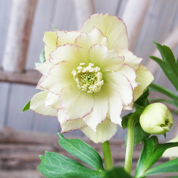 開花株　ホワイトピコティ　ダブル　クリスマスローズ 楽天市場】クリスマスローズ ダブル 開花株 ライムグリーンピコティ 5