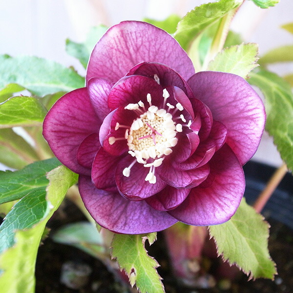 楽天市場】クリスマスローズ ダブル 開花株 ホワイトピコティ 4号 現品