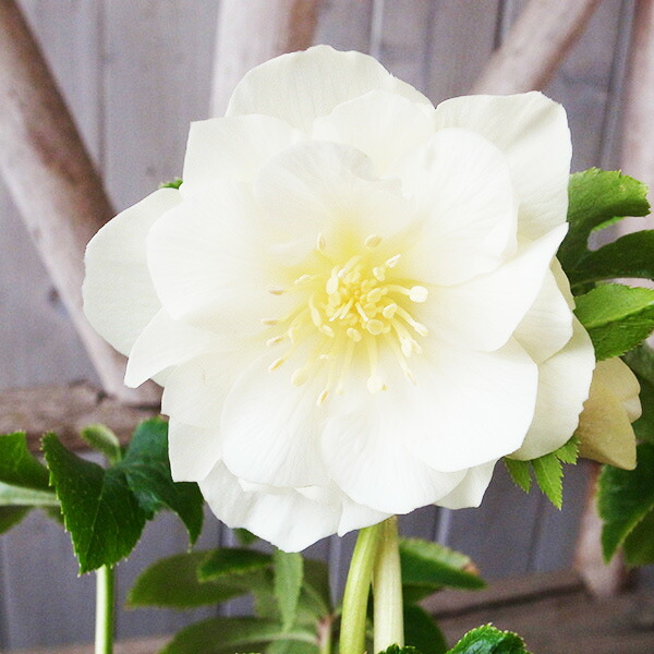 楽天市場】クリスマスローズ ダブル 開花株 ピュアホワイト 5号 現品