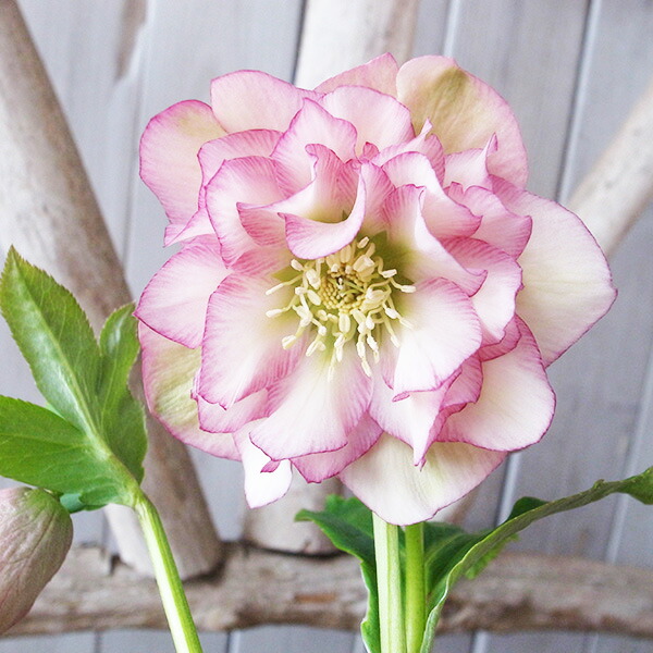 楽天市場】クリスマスローズ ダブル 開花株 超多弁クレオパトラ 5号