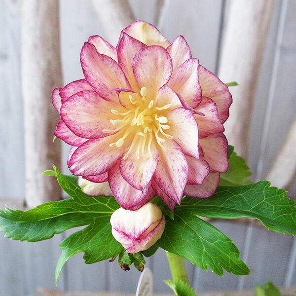 楽天市場】クリスマスローズ ダブル 開花株 多弁 艶レッド 6号 現品