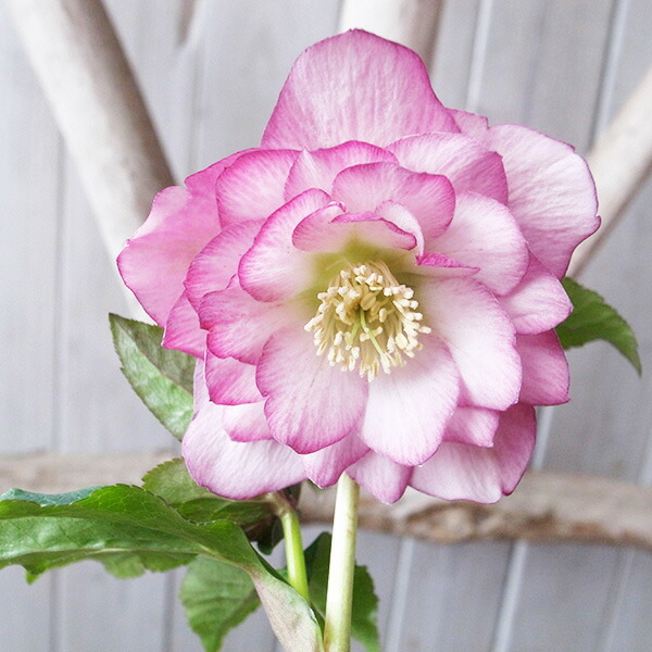 楽天市場】クリスマスローズ ダブル 開花株 アプリコットピンク 4.5号