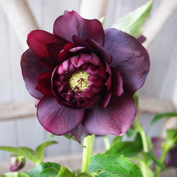 楽天市場】クリスマスローズ ダブル 開花株 ピンクグラデーション