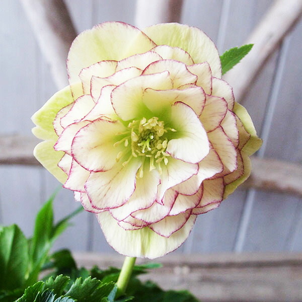 楽天市場】クリスマスローズ ダブル 開花株 多弁イエローピコティ 5号