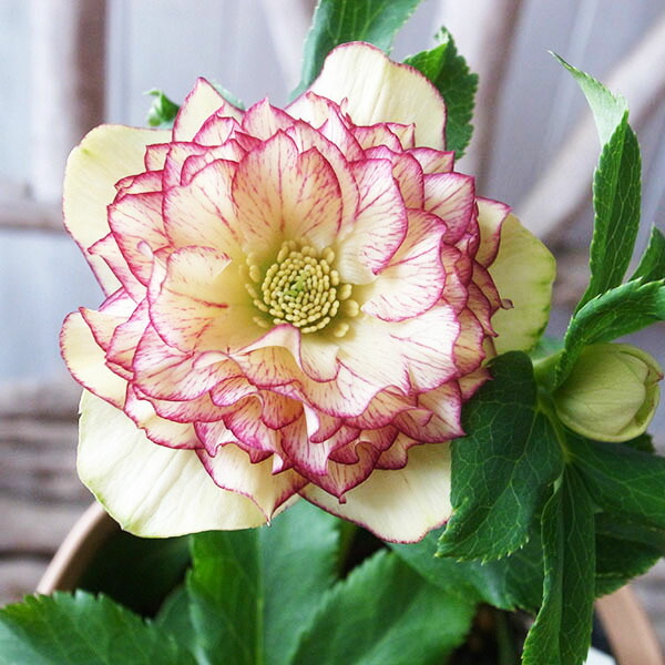 楽天市場】クリスマスローズ ダブル 開花株 ピンクグラデーション