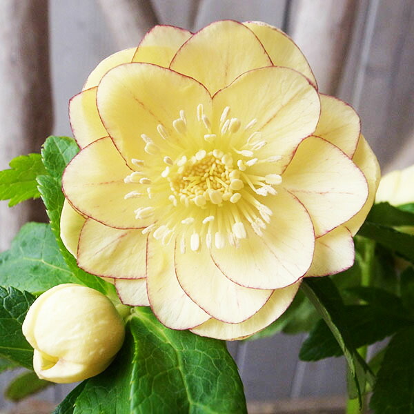 楽天市場】クリスマスローズ ダブル 開花株 アプリコットぼかし