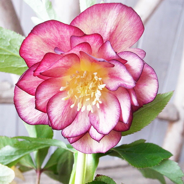 楽天市場】クリスマスローズ ダブル 開花株 レッドオーレア 5号 現品