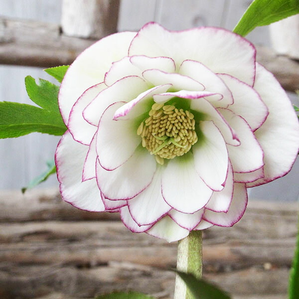 楽天市場】クリスマスローズ ダブル 開花株 ピュアホワイト 5号 現品