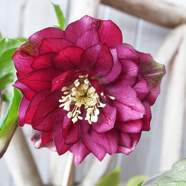 楽天市場】クリスマスローズ ダブル 開花株 超多弁 レッドグリーン 4.5