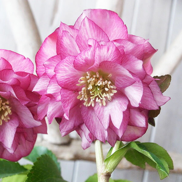 楽天市場】クリスマスローズ ダブル 開花株 ホワイトゴールドレッド