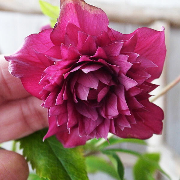 楽天市場】クリスマスローズ ダブル 開花株 アプリコットピンク 4.5号