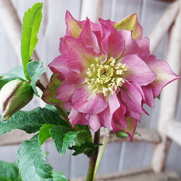 楽天市場】クリスマスローズ ダブル 開花株 アプリコットピンク 4.5号