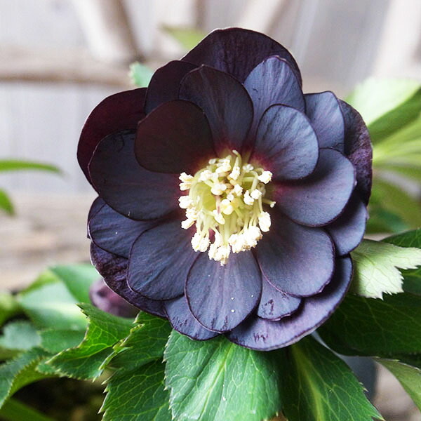 楽天市場】クリスマスローズ ダブル 開花株 超多弁 レッドグリーン 4.5