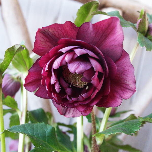 楽天市場】クリスマスローズ ダブル 開花株 多弁 艶レッド 6号 現品